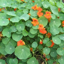 Graines bio de Capucine naine en mélange