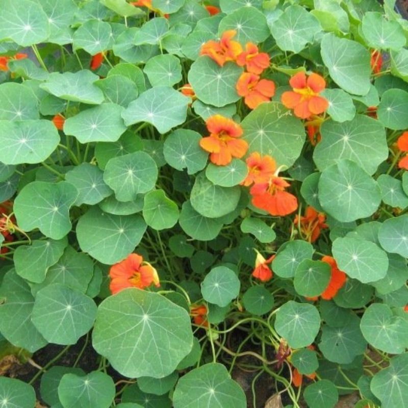 Graines bio de Capucine naine en mélange
