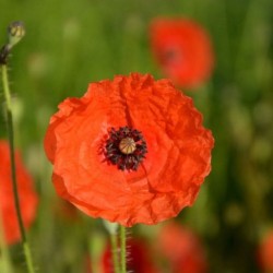 Graines bio de Coquelicot des champs