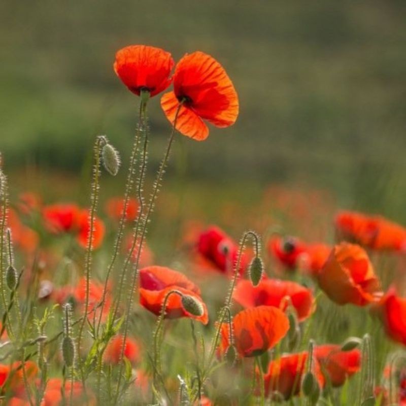 Graines bio de Coquelicot des champs