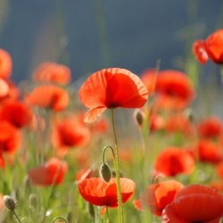 Graines bio de Coquelicot des champs