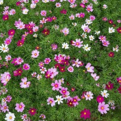 Graines bio de Cosmos Sensation en mélange