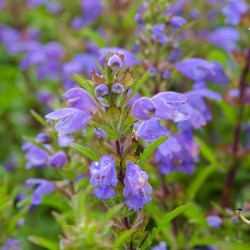 Graines bio de Dracocéphale de Moldavie Graines bio de Dracocéphale de Moldavie