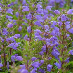 Graines bio de Dracocéphale de Moldavie Graines bio de Dracocéphale de Moldavie