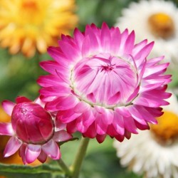 Graines bio d'Immortelle à bractées