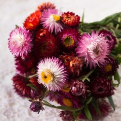 Graines bio d'Immortelle à bractées