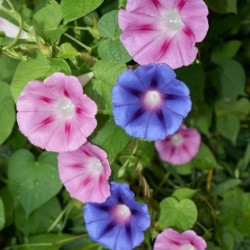 Graines bio d'Ipomée en mélange