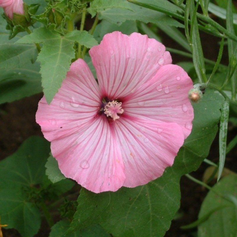 Graines bio de Lavatère - Grandes fleurs