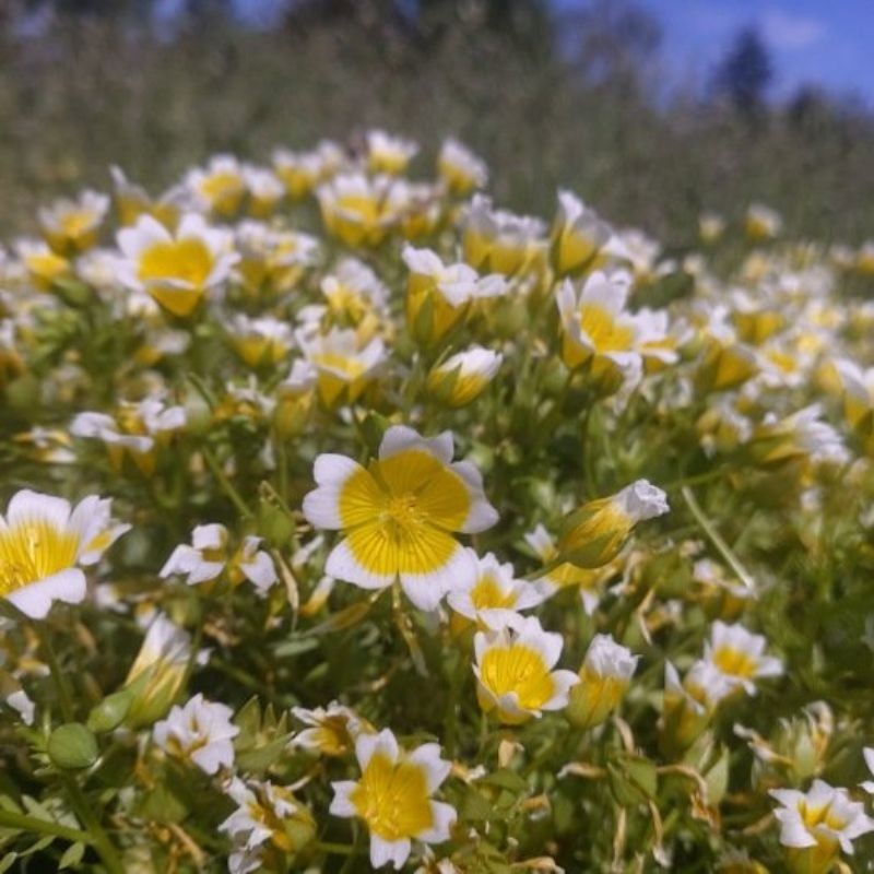 Graines bio de Limnanthes