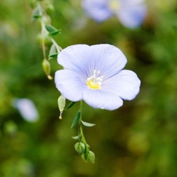 Graines bio de Lin Bleu Graines bio de Lin Bleu