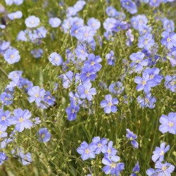 Graines bio de Lin Bleu Graines bio de Lin Bleu