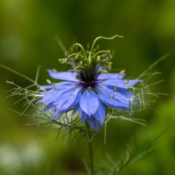 Graines bio de Nigelle de Damas