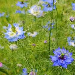 Graines bio de Nigelle de Damas