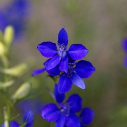 Graines bio de Pied d'alouette bleu