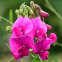 Graines bio de Pois de senteur en mélange