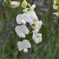 Graines bio de Pois de senteur en mélange