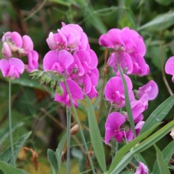 Graines bio de Pois de senteur en mélange