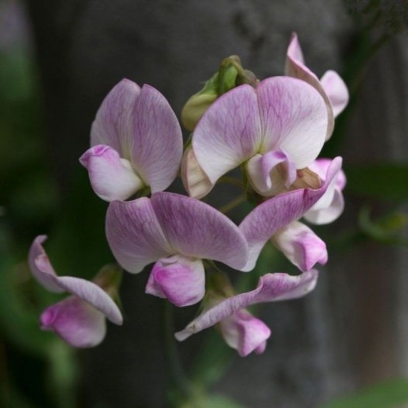 Graines bio de Pois de senteur en mélange