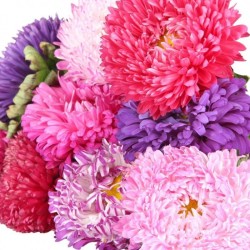 Graines bio de Reine marguerite en mélange