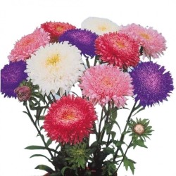 Graines bio de Reine marguerite en mélange