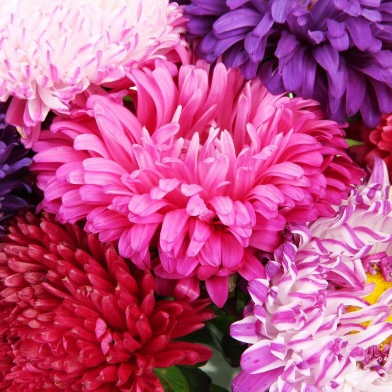 Graines bio de Reine marguerite en mélange