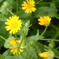 Graines bio de Souci des champs