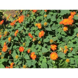 Graines bio de Tithonia