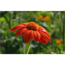 Graines bio de Tithonia