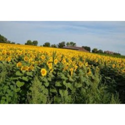 Graines bio de Tournesol grand jaune