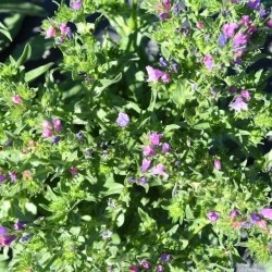 Graines bio de Vipérine annuelle