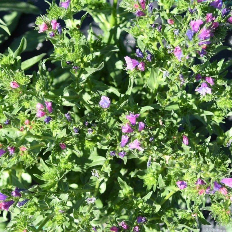 Graines bio de Vipérine annuelle