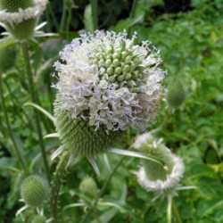 Graines bio de Cardère