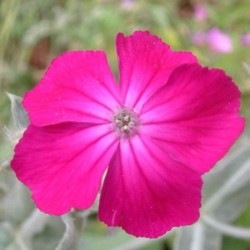 Graines bio de Coquelourde rouge