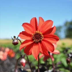 Graines bio de Dahlia Bishop's Children