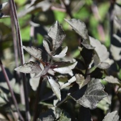 Graines bio de Dahlia Bishop's Children Graines bio de Dahlia Bishop's Children