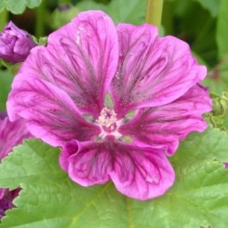 Graines bio de Mauve Mauritania