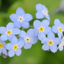 Graines bio de Myosotis