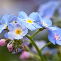 Graines bio de Myosotis Graines bio de Myosotis