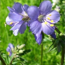 Graines bio de Polemonium bleu