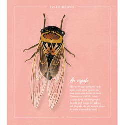 Beautés sauvages - faune Beautés sauvages - faune