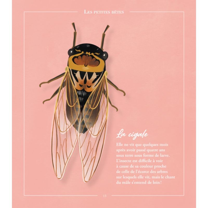 Beautés sauvages - faune Beautés sauvages - faune