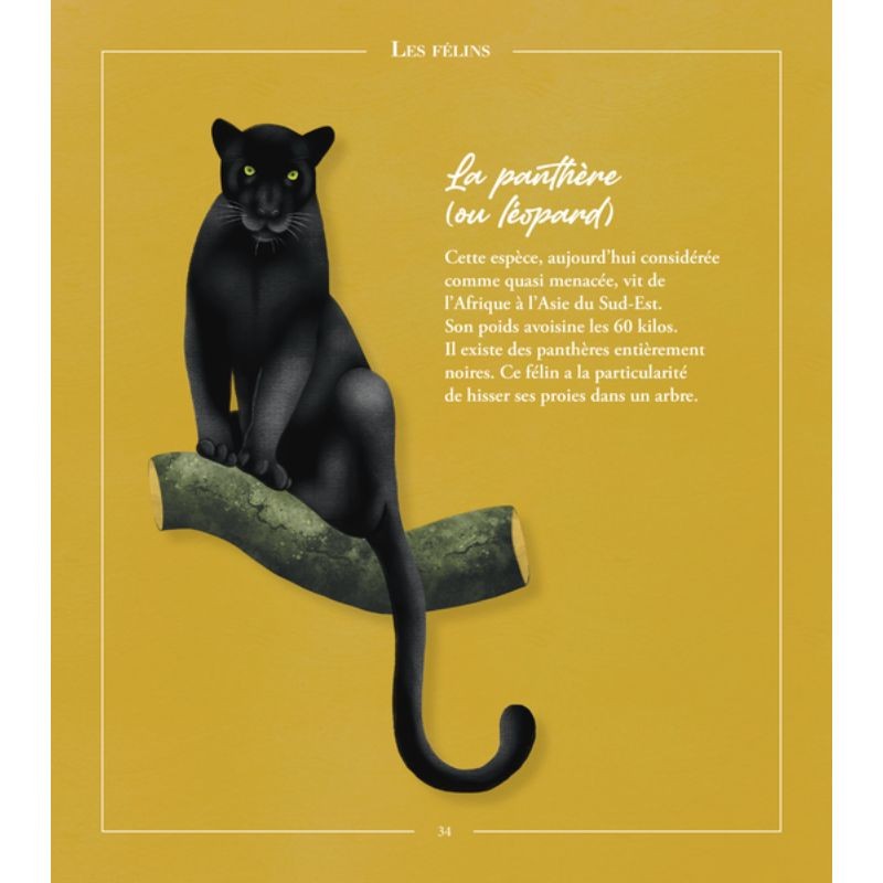 Beautés sauvages - faune Beautés sauvages - faune