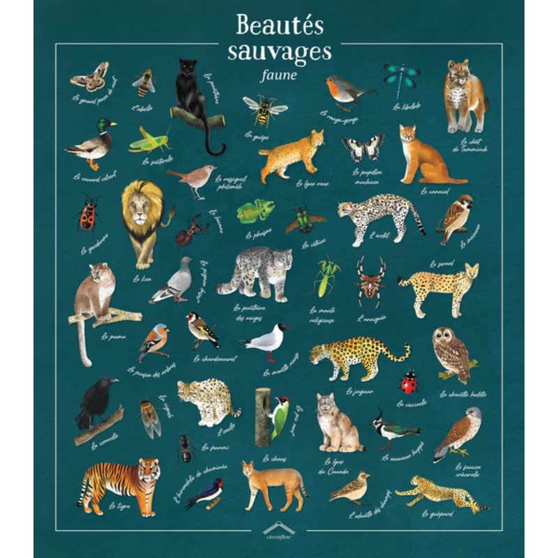 Beautés sauvages - faune Beautés sauvages - faune