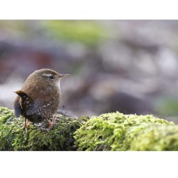 Troglodyte mignon - Carte de correspondance (photo)