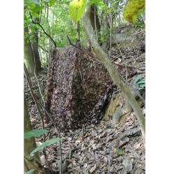 Filet de camouflage 3 x 3 mètres pour affûts d'observation Filet de camouflage 3 x 3 mètres pour affûts d'observation