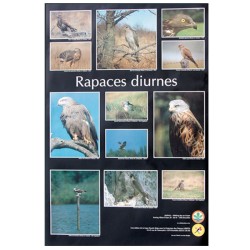 Poster Rapaces diurnes