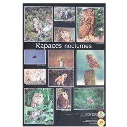 Poster Rapaces nocturnes