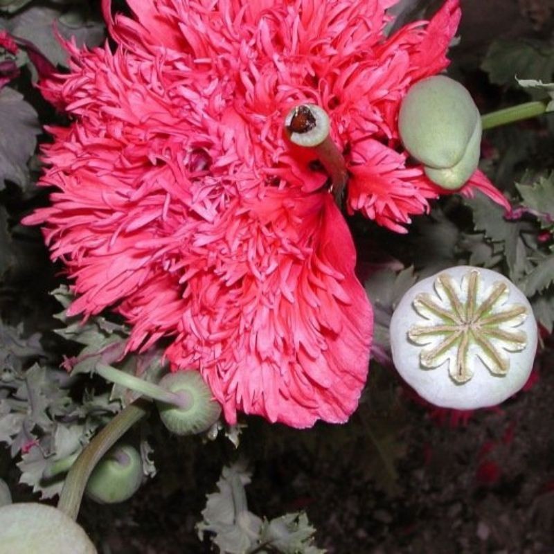Graines de Pavot rose à fleurs doubles - Papaver somniferum