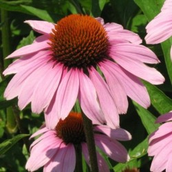 Graines bio d'Echinacea purpurea