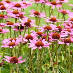 Graines bio d'Echinacea purpurea